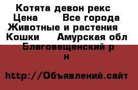 Котята девон рекс › Цена ­ 1 - Все города Животные и растения » Кошки   . Амурская обл.,Благовещенский р-н